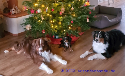 die Hunde unter dem Weihnachtsbaum